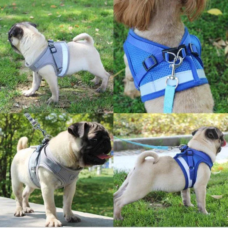 Lightweight Harness and Leash